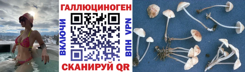 где продают наркотики  Волоколамск  Псилоцибиновые грибы мицелий 